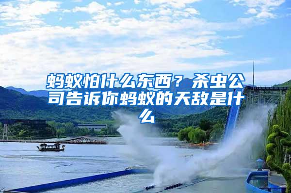 螞蟻怕什么東西？殺蟲公司告訴你螞蟻的天敵是什么