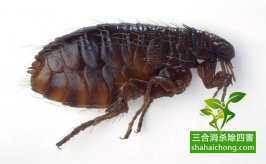 如何選擇除四害專(zhuān)業(yè)機(jī)構(gòu)？