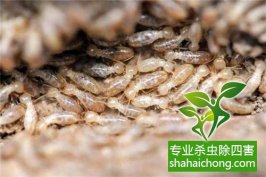 深圳白蟻防治公司 白蟻繁殖季到了 小心白蟻入侵家中
