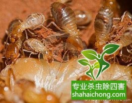 深圳白蟻防治公司：【白蟻的損害】