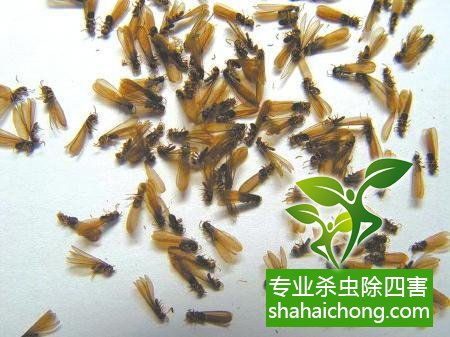 白蟻怎么治,白蟻防治方法