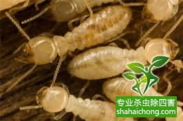 深圳白蟻防治的服務流程