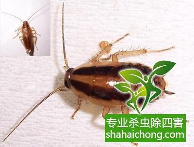 如何消滅蟑螂,怎么樣滅除蟑螂