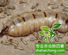 深圳白蟻防治白蟻來襲，房門咬出個大窟窿