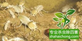 深圳白蟻防治：最易被住戶直觀的癥狀是白蟻的繁殖分群季節