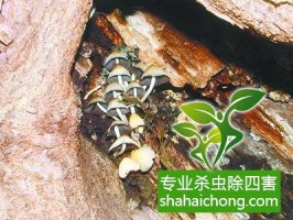 深圳白蟻防治公司對(duì)白蟻的綜合治理之監(jiān)測(cè)