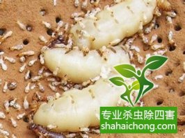 深圳白蟻防治公司對白蟻危害的調(diào)查