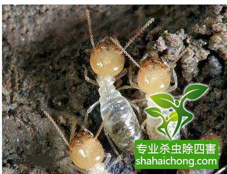 白蟻怎么治,怎么防治白蟻方法