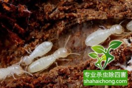 深圳白蟻防治百科小知識(shí)