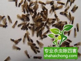 深圳白蟻防治公司,建筑白蟻應(yīng)該如何預(yù)防？