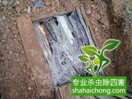深圳白蟻防治公司教您認(rèn)識(shí)白蟻