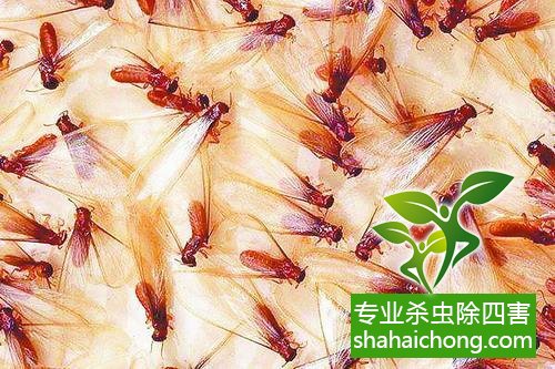 白蟻怎么治,白蟻防治方法