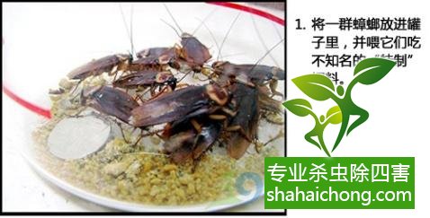 如何消滅蟑螂,怎么樣滅除蟑螂