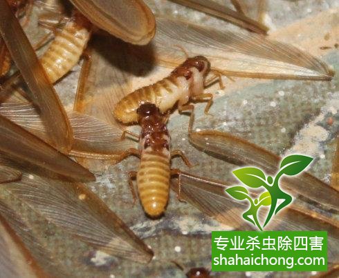 白蟻怎么治,怎么防治白蟻方法
