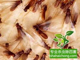 深圳白蟻防治公司白蟻的紛飛繁殖季節，怎么防治