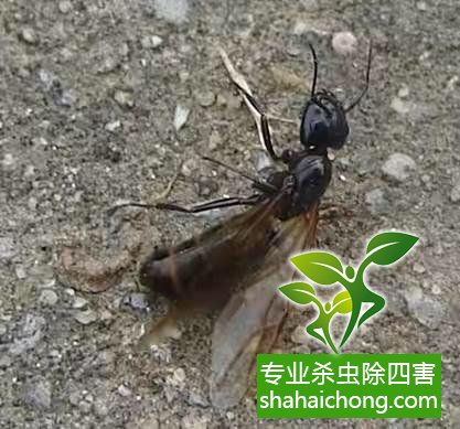 白蟻怎么治,怎么防治白蟻方法