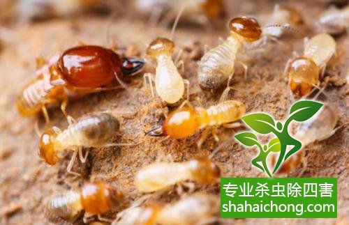 白蟻怎么治,怎么防治白蟻方法
